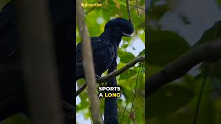 Discover the LongWattled Umbrella Bird 🐦‍⬛ shorts wildlife animals birds animalfacts [upl. by Leziar]