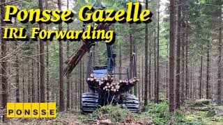 Ponsse Gazelle in Thinning  Not FS22 This Time  IRL Logging [upl. by Misaq334]