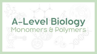 MONOMERS AND POLYMERS  Condensation vs Hydrolysis reactions  ALevel Biology AQA OCR Edexcel [upl. by Cormick]