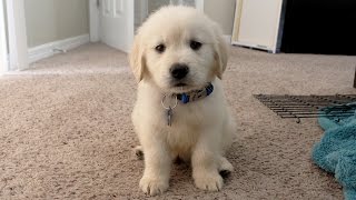 I GOT A PUPPY  Cooper the 8 week old Golden Retriever [upl. by Veronike]