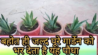 how to care and propagate agave plant multiplying agave plant agaveplant [upl. by Idoc819]