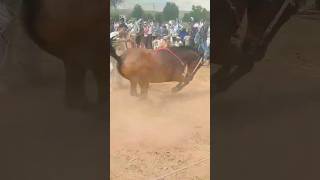 new horse dance songs 😂 indianhorsedance viral trending horselover horsedanceclub [upl. by Iredale345]