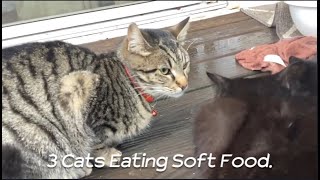 4 Cats eating soft food [upl. by Velma623]