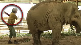 A Woman Took a Swing At An Elephant What He Did Back At Her is Amazing [upl. by Nannerb43]