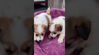 Puppy Playtime The Adorable Adventures of Two Little Furballs puppy dog puppydog [upl. by Neelhtak]