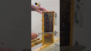 Uncapping a Honey Frame to Extract [upl. by Atinnor]