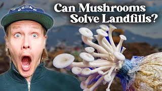 how mushrooms eat plastic mycoremediation [upl. by Siana70]