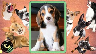 Cuántos años vive un Beagle 🐕 [upl. by Jecho]