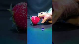 Satisfying ASMR Eating Strawberry Mukbang 🐢 Turtle Tortoise [upl. by Landy]