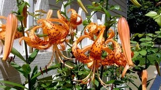 Tiger Lily  Gardening 101 by Dr Greenthumb [upl. by Tenn]