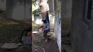 Tree cutting chainsaw man youtubeshorts trending labour treecutting viralshort shorts [upl. by Oiliduab]