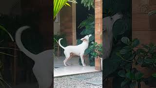 O ALIENÍGENA cachorros alienigenas doglover memes pets blumenausc humor pitbull [upl. by Eniladam937]