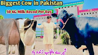 Biggest Australian Milking  Best Cow Dairy Farm In Punjab  Red Friesian Holstein Cow  Pk Janwar M [upl. by Acima]