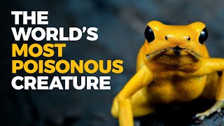 The Insane Biology of The Poison Dart Frog [upl. by Arihsa]