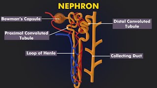 Structure and Function Of Nephron How Urine is formed 3d animation amp Illustration [upl. by Pate]