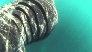 Swimming and snorkelling with basking sharks Cornwall UK [upl. by Hollah]