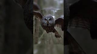 The Majestic Great Grey Owl Natures Silent Hunter 🦉 [upl. by Gentilis]