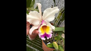 Show amp Tell  Cattleya Hardyana amp Catasetum Chuck Taylor [upl. by Aihsoek]