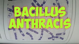 Bacillus anthracis ।। Part1 in hindi [upl. by Kenlee]