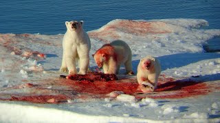 Polar bear attacks Sealshortvideo [upl. by Ttimme180]