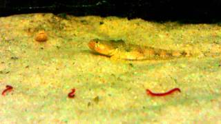 Schismatogobius deraniyagalai3mp4 [upl. by Misak726]