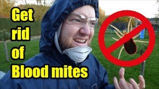 How to get rid of Blood Mites Dermanyssus gallinae [upl. by Aninaig]