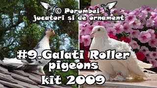 Galati Roller pigeons kit 2009 [upl. by Ancell]