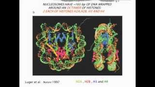 International workshop on Evolution in the Time of Genomics  part 09 [upl. by Atsillac]