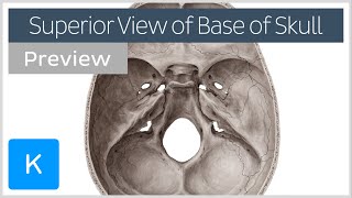 Superior view of the base of the skull preview  Human Anatomy  Kenhub [upl. by Iralam]