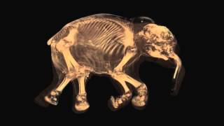 Baby Mammoths Died Of Asphyxiation CT Scan Reveals  Video [upl. by Lomax]