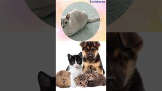 Tonkinese Cats  Everything You Need to Know About This Breed [upl. by Annaihr]