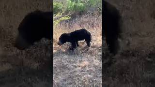 Sloth Bear 🐻 slwildlife wildlife wildsrilanka youtubeshorts [upl. by Ynaffat238]