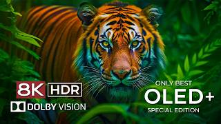 8K HDR 240 FPS Dolby Vision  Special OLED Demo [upl. by Trab475]