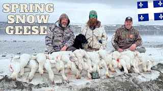 Chasse à l’oie blanche printanière snow goose hunt Québec 2023 [upl. by Nel]