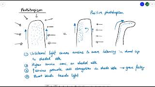 A2 Biology  Tropisms OCR A Chapter 164 [upl. by Einnor224]