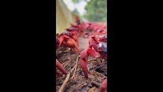 Photographer creates quotcrabsafequot car to get around Christmas Island during crab migration [upl. by Elagibba]