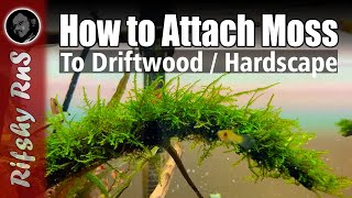 How to Attach Moss to Hardscape  60cm Planted Fish Tank [upl. by Jun]