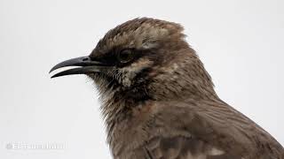 Canto de la Calandria Colilarga Mimus longicaudatus quotLong tailed Mockingbird singingquot [upl. by Bray]