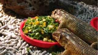 Gidgee Skink and Hosmers Skinks eating salad mix [upl. by Elinad]