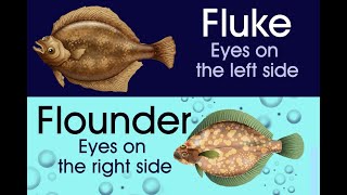 Striking Differences Between a Fluke and a Flounder [upl. by Lekcim]