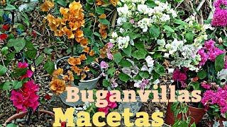 Como tener buganvilia en casa fácilmente en macetas con flores [upl. by Anett]