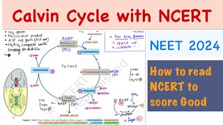 Calvin cycle NEETNCERTBiologyPlant physiology [upl. by Ahsinak54]