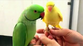 Yellow Blue White Grey green good training ringneck parrot feed time  Parrot noise [upl. by Eak]