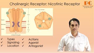 Cholinergic Receptor Part 2  Nicotinic Acetylcholine Receptor I Nicotinic Action [upl. by Kopp]