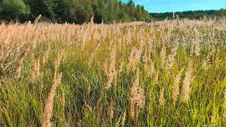 Calamagrostis September 2024 [upl. by Myrilla9]