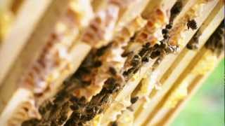 Pesticides and Pollinators The crop protection industry talks bee testing and pollinator health [upl. by Gypsie]