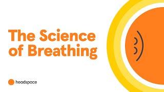 A Neuroscientist Explains How Breathing Impacts the Brain [upl. by Cowie]