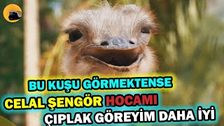 Bu Deve Kuşunun Çiftleşmesini Görmektense Celal Şengör Hocamı Çıplak Görmeyi Tercih Ederim [upl. by Plunkett]