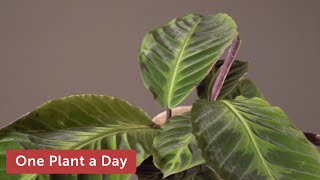 Goeppertia Calathea warszewiczii Houseplant Care — 147 of 365 [upl. by Norreg844]