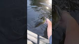 Awesome Fall Top Water Fishing fishing kayakbassfishing bassfishing [upl. by Waxman]